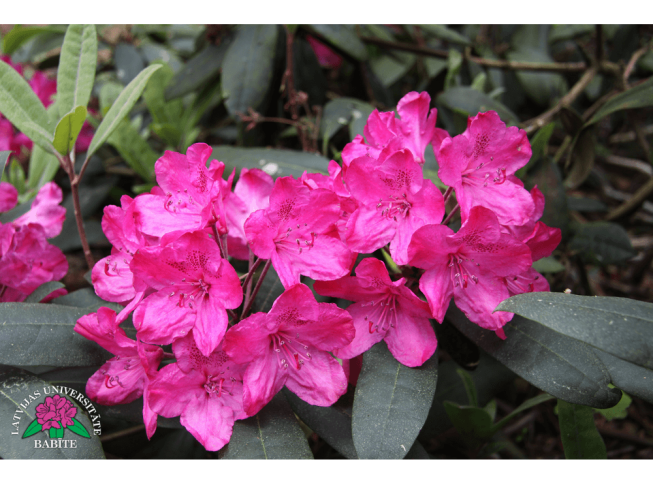 Rhododendron   'Summer Rose'